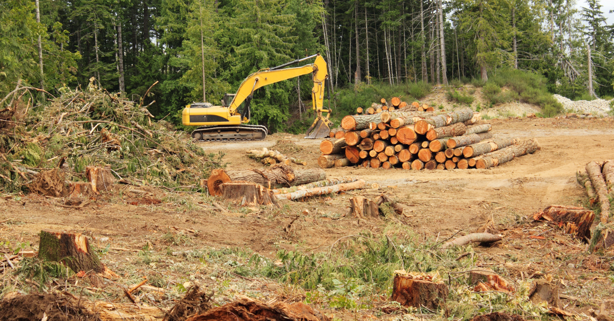 EUDR w praktyce: co to jest, jak działa i jakie zmiany wprowadza aktualizacja 